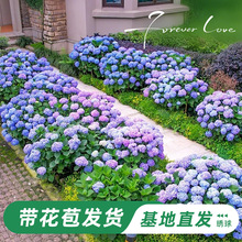 绣球花苗无尽夏四季开花绣球花盆栽庭院好养的花卉植物室内花