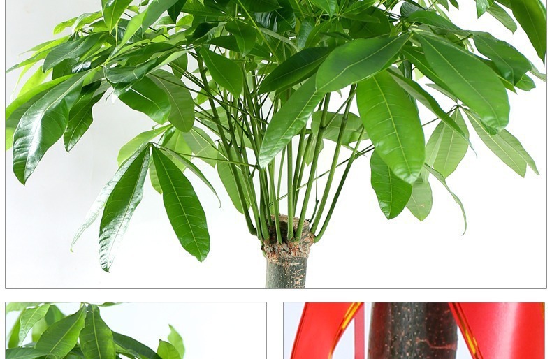 ��������ͼ�����ڻ��� �辰ֲ�� ���������� �������⻨�� ��