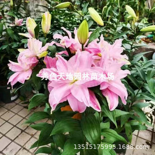 Perfume Lily Bulb Flower Seedlings Seeds Double Petals with Buds Sowing Lily Bulbs Small Bulbs Florals and Green Plants in All Seasons
