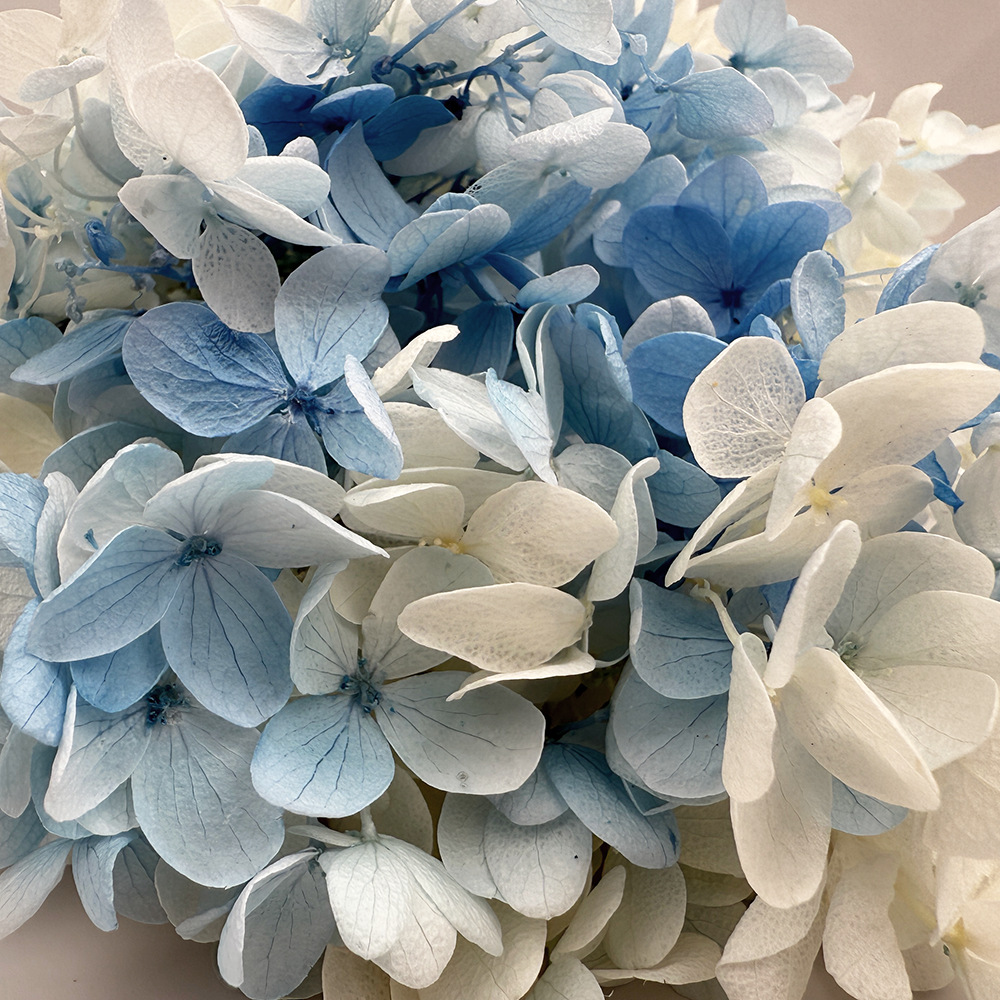 Flor de Hortensia de Madera con Degradado A+, Flor Eterna de Hortensia con Degradado, Flor Seca de Hortensia Unicornio, Flor Eterna de Hortensia
