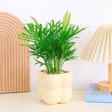 袖珍椰子盆栽室内好养绿色观叶植物富贵椰卫生间办公室易养小绿植