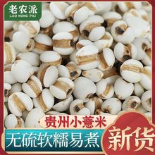 rF޲ Сt ޲͌ʳСּZҜ