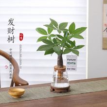 发财树盆栽客厅室内桌面好养懒人水土培植物绿萝净化空气绿植盆景