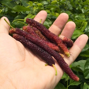 ���س���̨���L��ɣ���ݮ���ļ���ɣ��С��