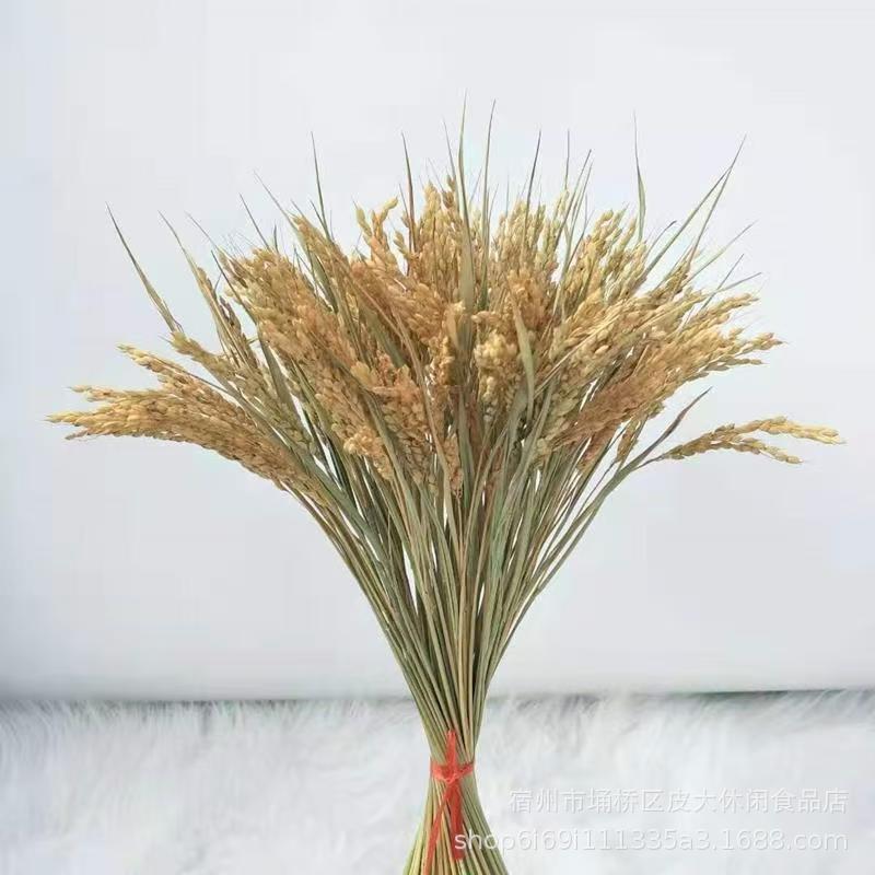天然干稻穗谷麦穗稻穗狗尾草拍摄道具橱窗装修造景五谷丰登秋季