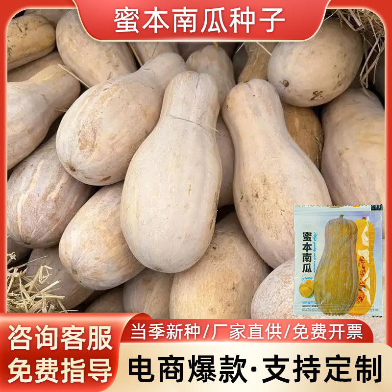 蜜本南瓜种子新品种奶油南瓜籽高产超甜面糯春季蔬菜种子大全