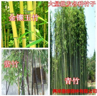Purple Bamboo Seedlings, Gold Inlaid Jade Bamboo, Green Bamboo, Bamboo Seedlings, Bamboo Roots, Courtyard Wholesale Bamboo Seedlings, Cold-Resistant, Four-Season Green Ornamental
