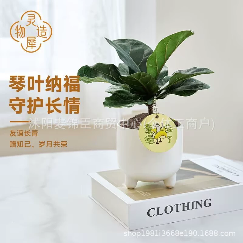 Фикус-скрипичный лист в горшке для гостиной, офиса, комнатное растение, настольное зеленое растение, удаляет формальдегид, гидропонное растение, очищает воздух