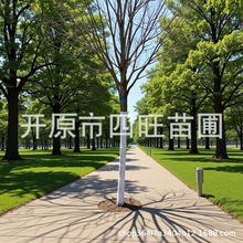 东北辽宁耐寒彩叶紫叶稠李 山桃稠李 臭李子乡村绿化树