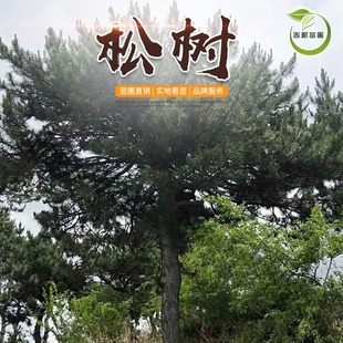 2026�깩�����ɘ����ɘ���|��ƽ��������������|���ɰس�����N