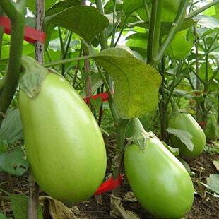 Fruit Green Long Jar Eggplant Round Eggplant Seeds Green Eggplant Seeds Early Maturing Oblong Green Eggplant Potted Vegetables for All Seasons
