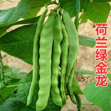 荷兰绿金龙芸豆种子宽云豆种籽耐热耐寒油豆角架扁豆蔬菜豆角
