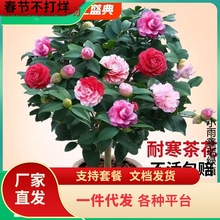 һl軨Ԏɫ൤ֲõ廨Bɽ軨