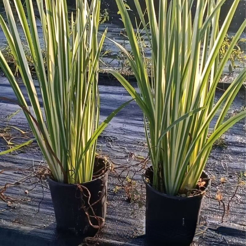 花叶玉蝉花 (3).jpg