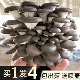 Pingru Mushroom Cultivation Package Home-Grown Mushroom Strains Ru Apple Mushroom Tea Tree Edible Fungi School Black Fungus Cultivation Elm Yellow Mushroom