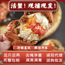 江苏大闸蟹湖蟹鲜活螃蟹现货足两全公母蟹黄满黄膏大螃蟹团购批发