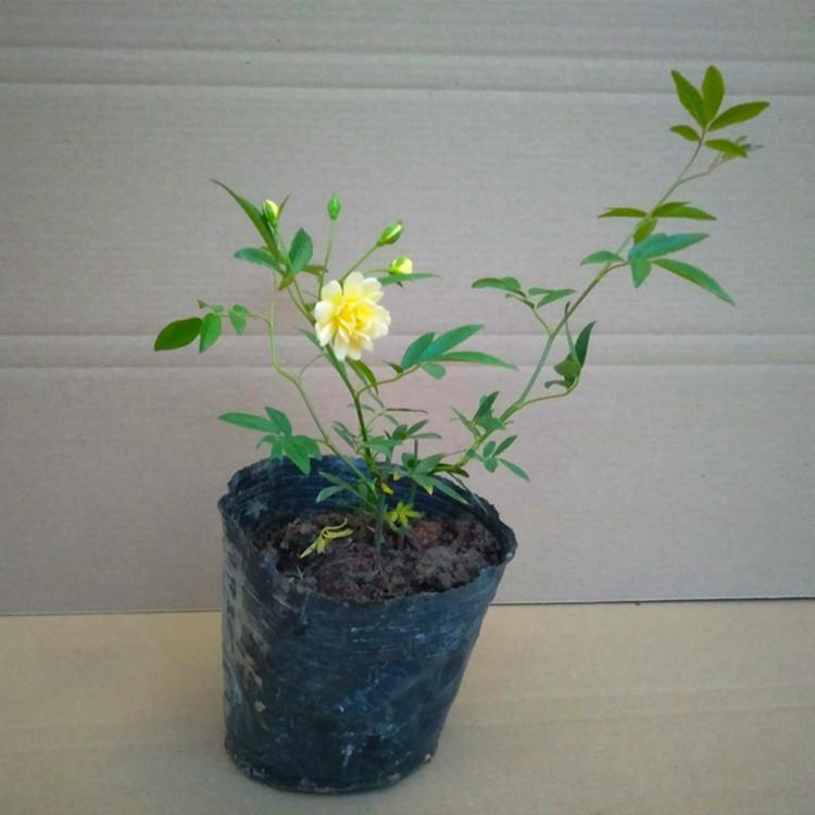 黄木香红木香藤本蔷薇花苗开花比月季多庭院阳台爬藤攀援拱门