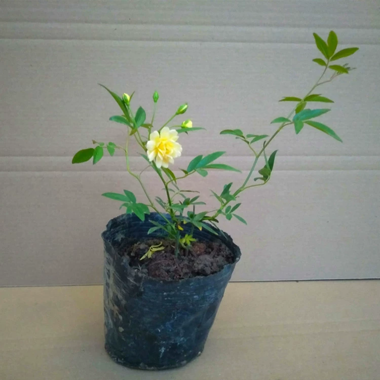 Аромат желтого дерева красное дерево Лиана Саженцы роз цветут больше, чем Роза двор балкон альпинистская арка