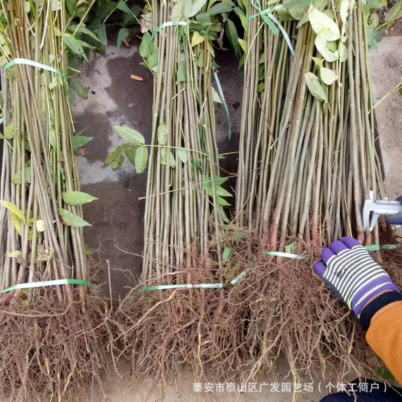 基地种植山东红油香椿苗 南北方地栽1-5公分香椿树苗