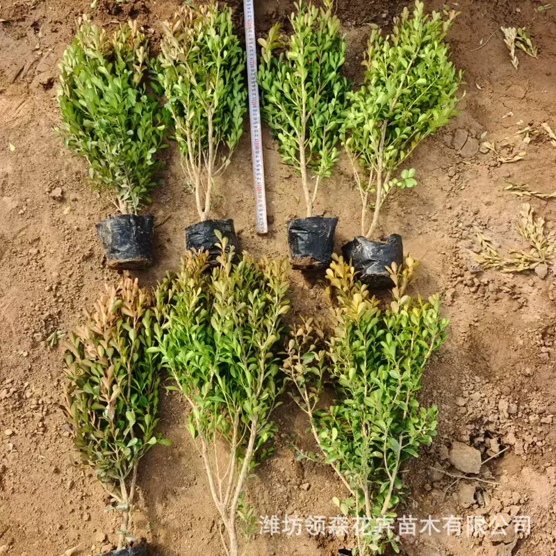 瓜子黄杨绿篱批发小叶黄杨基地直供绿化工程庭院灌木观叶植物特价