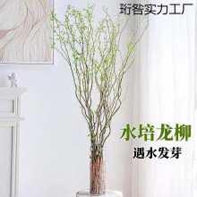 龙柳鲜枝水养懒人水培植物水里养的花落地易成活高端客摆四季绿植