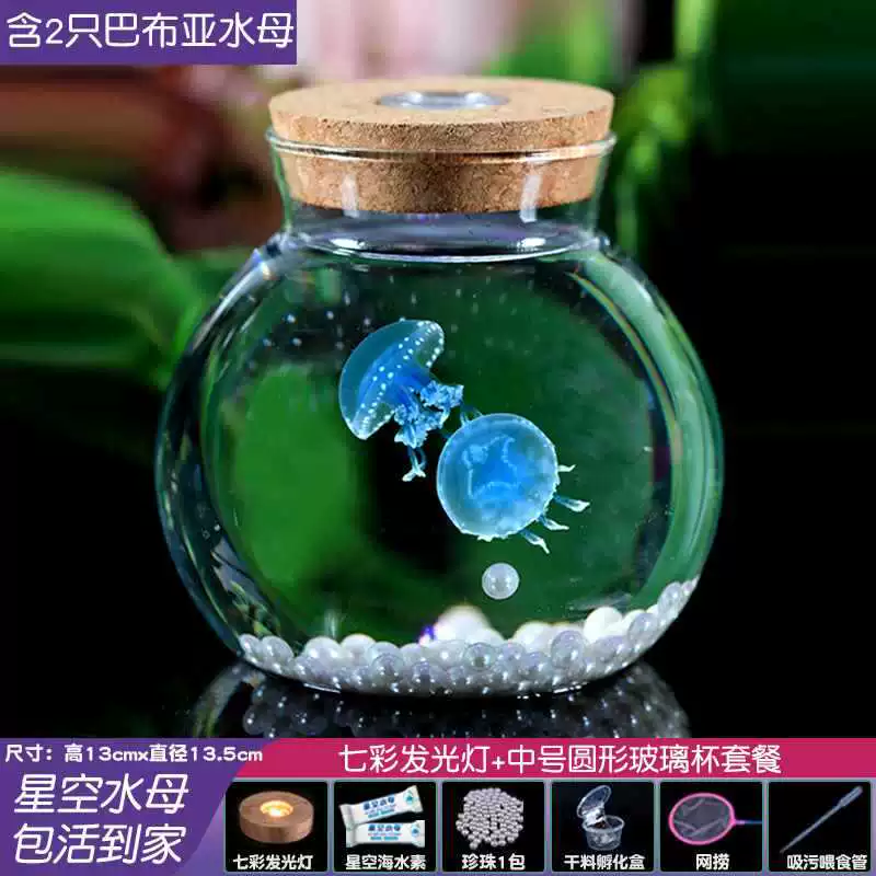 Стеклянный аквариум с медузой, достойное содержание, воспитание детей, настольное небольшое животное, домашний любимец, мини-ленивый красный месяц