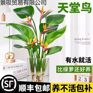 �����Bˮ��ֲ��Gֲ���Ի���ֲ���������ļ����G�҃ȿ͏d�o��ˮ��