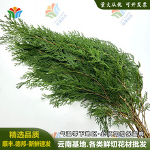 ���r�Ȱ��r��������r��֦����~��c�����}�Q�������Ĕz���ĵ���