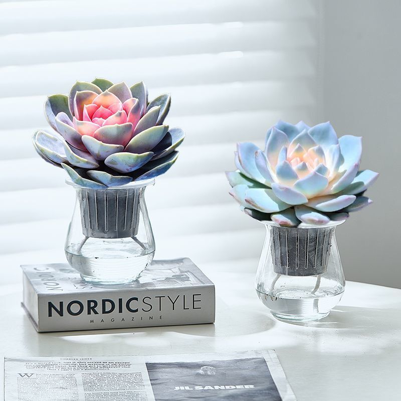 Sugar Heart Purple Pearl Succulent Potted Hydroponic Plant Indoor Easy to Feed Flower Office Desktop Radiation-Proof Green Plant