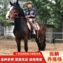 骑马改良一匹真马蒙古马