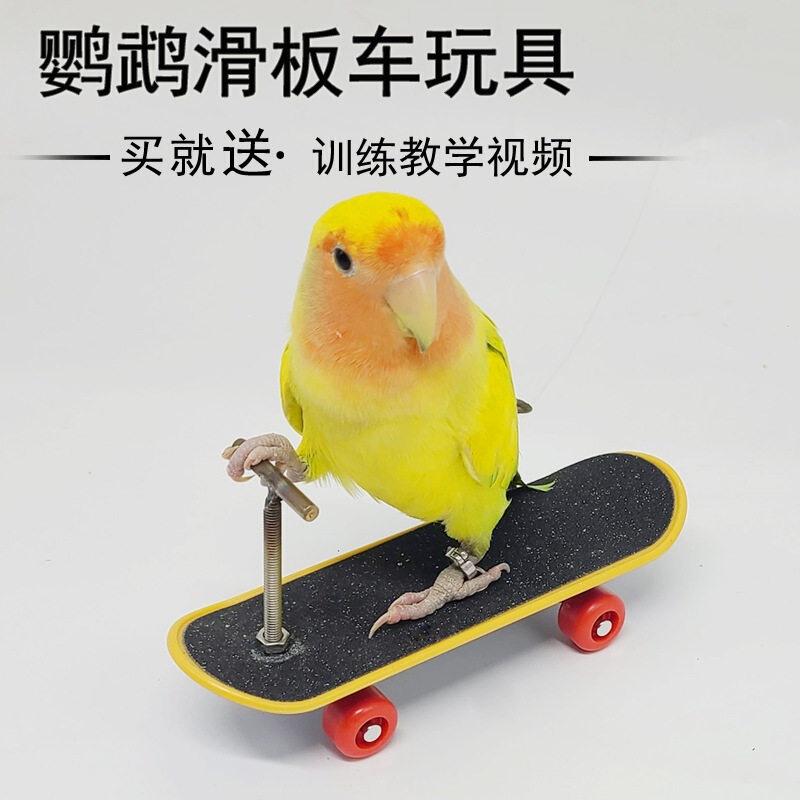 Parrot toys, bird toys, scooter, boredom-relieving training props, educational and entertaining items, a comprehensive collection of supplies specifically for cockatiels and lovebirds Parrot toys, bird toys, scooter, boredom-relieving training props, educational and entertaining items, a comprehensive collection of supplies specifically for cockatiels and lovebirds