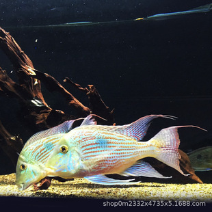 �Ꭷ�~�^�p�~����ʳ����˹�����P������Ѫ���P�����w�����~�����l