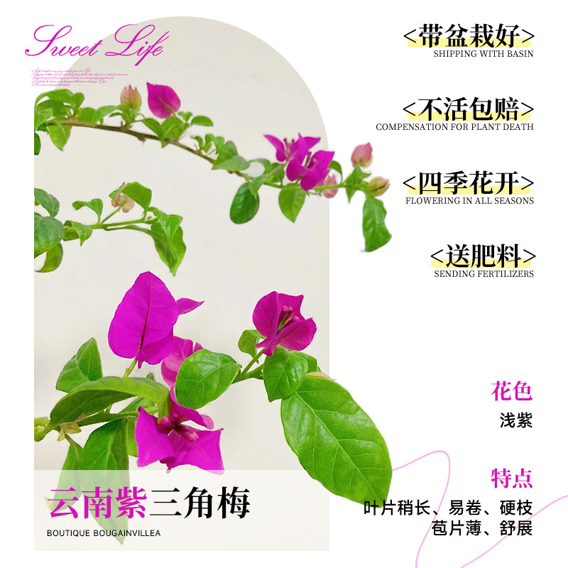 [꽃과 함께 배송되며 수령 즉시 즐겨보세요] 운남 보라색 부겐빌레아 40-50cm