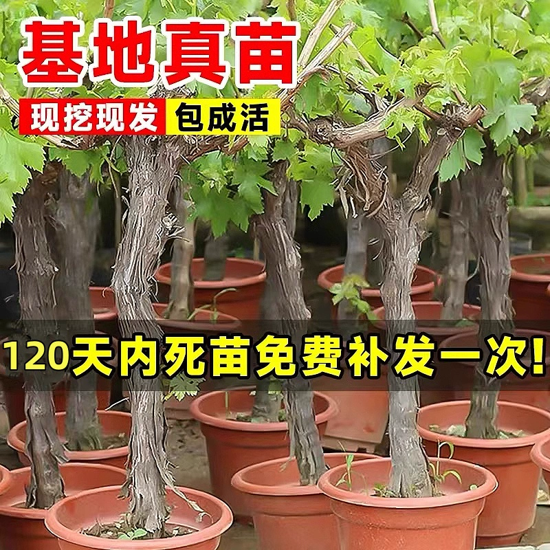 Саженцы винограда «Саншайн Роуз», без косточек, сорт Кёхо, для посадки в грунт и горшках, для двора, северо-южные сорта, живые растения.