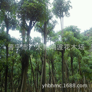 �V�|����ӵ���������z����Ƥ����ܘ�ڰ��ľ��ħ���G����ľ