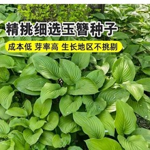 Nͺꎶ񴺰QݻNͥԺ׻