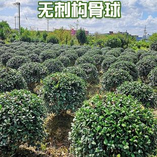 �o���۹Ǽ�������M�����\���ļ�����ͥԺ�e�������ͺ��G����ľ