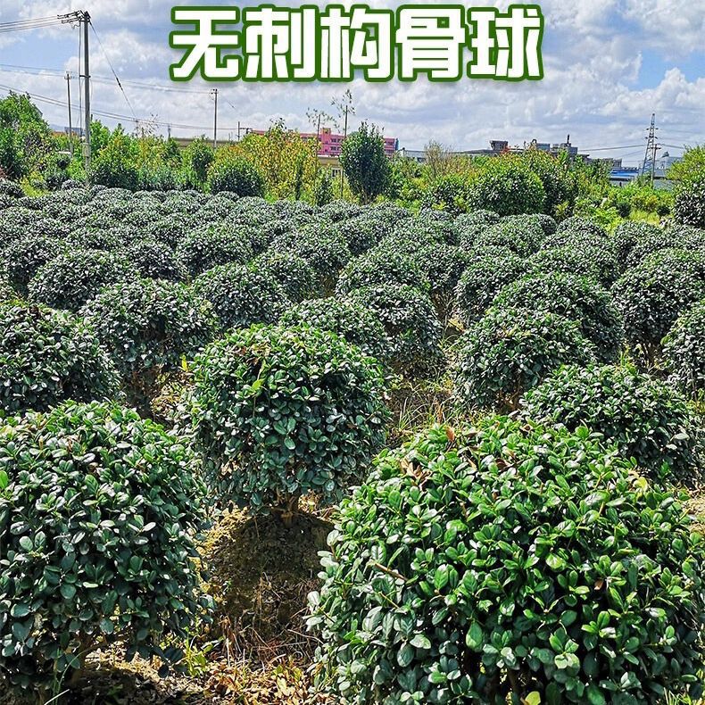 无刺枸骨吉祥树金玉满堂鸿运果四季常青庭院别墅花卉耐寒绿化苗木