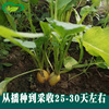 Golden ball Cherry radish seeds Farmers and farmland Potted Plants Planted Early Clicks and Uniform Yellow Radish Seed