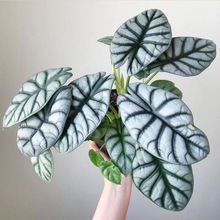 ϬţinsLWtMڸ߶˾Gֲ̨[^~ֲ