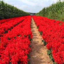 秋播园林绿化草籽草花种子矮杆一串红种子高杆一串红花串串红花籽