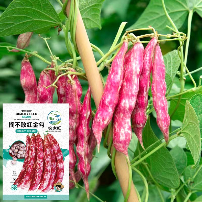 Red Gold Hook Bean Seeds, Spring and Autumn Red Cowpea, Purple Unbuttressed Bean, Northeast Oil Bean, Unbuttressed Four-Season Kidney Bean Vegetable Seeds