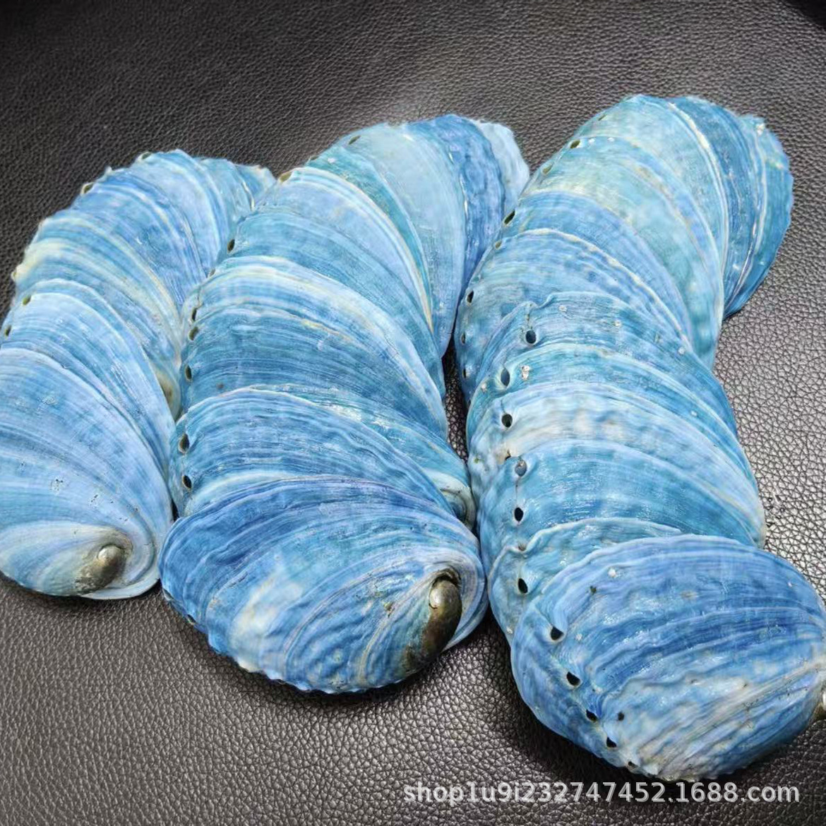 프리미엄 블루 전복 6- 9cm
