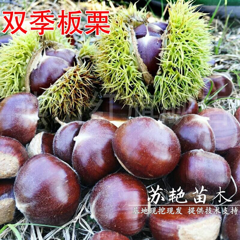 双季板栗苗 一年两次果 双季结果板栗嫁接苗当年结果南方北方种植