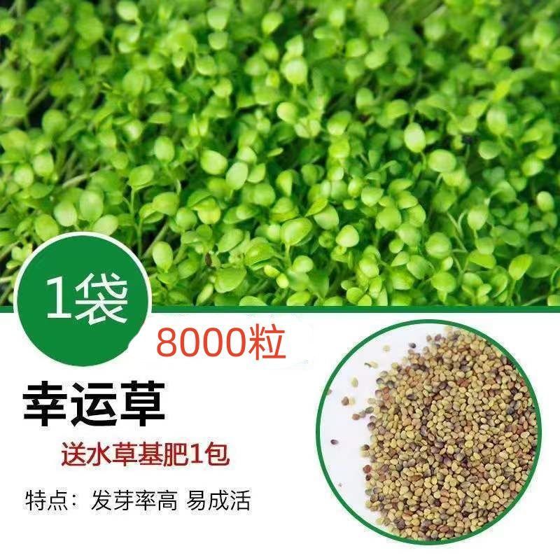 [핫세일] 워터그라스머드 2.5kg - 클로버 8000캡슐 + 볼연꽃 5캡슐 + 비료