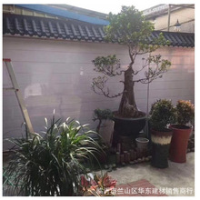 ���R��һ�w�ߠ��^ñ�R��һ�w���T�^�b���Ƭ��ϼ�Sɫ�¹�һ�w��Ƭ