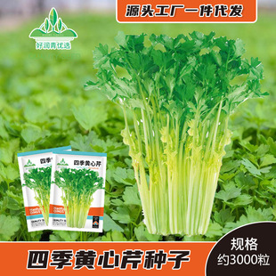 �S�����۲˷N���ļ��S���۲˷N���Ϻ��������ۏS�����l�˷N�Ӳ���