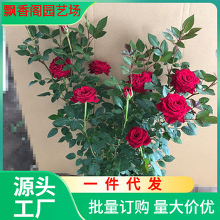 Dropshipping Rose Flower Seedlings Large Florals Strong Fragrance Courtyard Balcony Vine Plant Florals Rose Potted Climbing Vine Rose