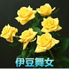 Rose seeds four seasons of indoor potted flowers seeds, all kinds of easy -to -grow live outdoor flowers green plant flower seeds