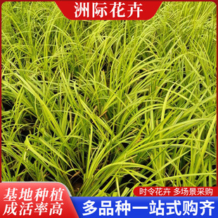 �S������ˮ��ֲ���S���Sβ���̾G��ͥԺ���@��·������طNֲ����